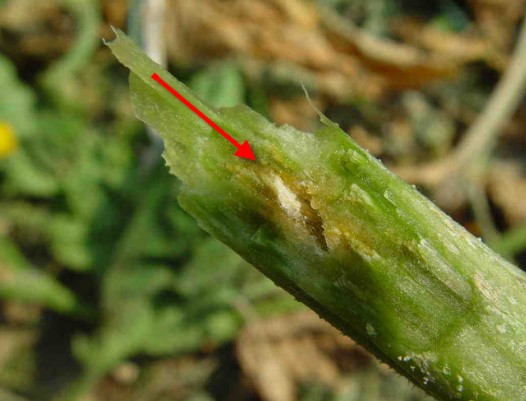 Causes and methods of treatment for black plaque on cucumber leaves in a greenhouse