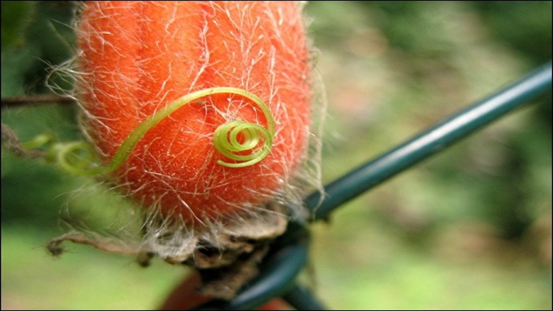 What are red cucumbers (Tladianta Doubtful), what are they good for and what to do with them