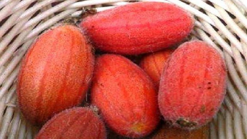 What are red cucumbers (Tladianta Doubtful), what are they good for and what to do with them