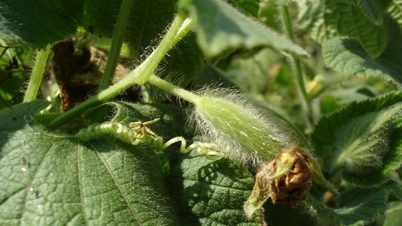 What are red cucumbers (Tladianta Doubtful), what are they good for and what to do with them