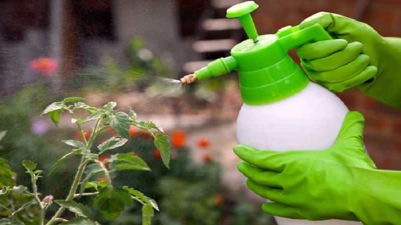 Basic rules for processing tomatoes with boric acid: prepare a solution and spray, avoiding mistakes