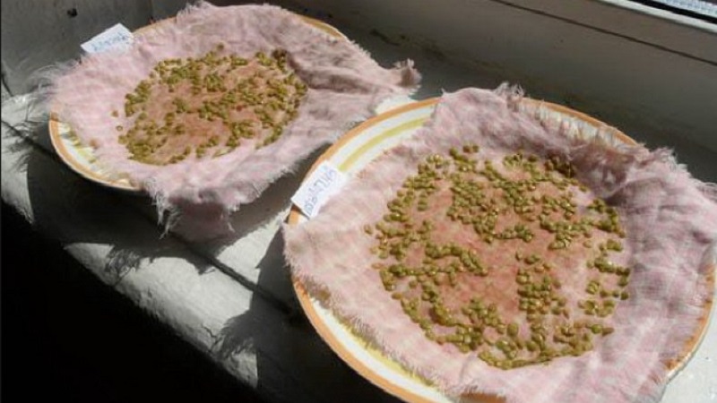Basic rules for processing tomatoes with boric acid: prepare a solution and spray, avoiding mistakes