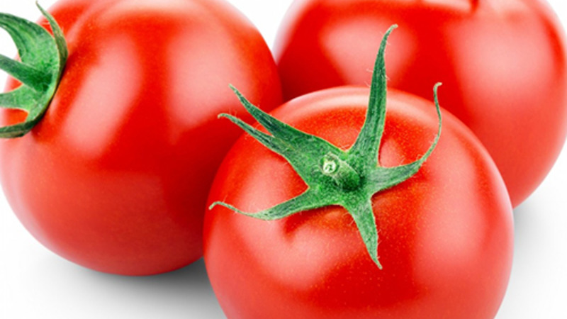 A persistent hybrid from Japanese breeders - Michelle tomato f1: grow on our own without hassle