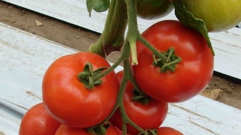 A persistent hybrid from Japanese breeders - Michelle tomato f1: grow on our own without hassle