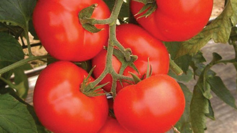 A persistent hybrid from Japanese breeders - Michelle tomato f1: grow on our own without hassle