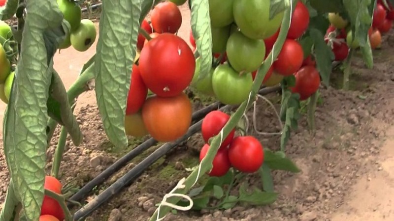 A persistent hybrid from Japanese breeders - Michelle tomato f1: grow on our own without hassle