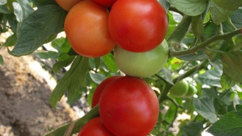 A persistent hybrid from Japanese breeders - Michelle tomato f1: grow on our own without hassle