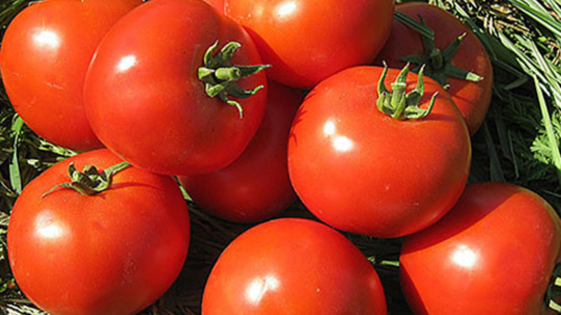 A persistent hybrid from Japanese breeders - Michelle tomato f1: grow on our own without hassle