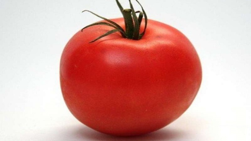 A persistent hybrid from Japanese breeders - Michelle tomato f1: grow on our own without hassle