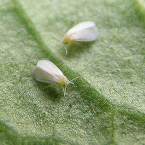 How to destroy whitefly on tomatoes: proven methods and methods of prevention