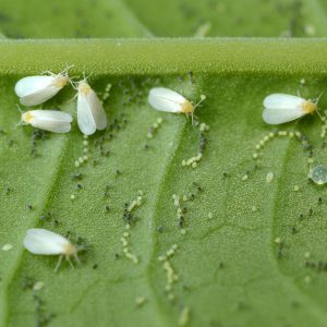 How to destroy whitefly on tomatoes: proven methods and methods of prevention