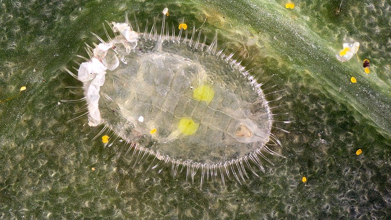 How to destroy whitefly on tomatoes: proven methods and methods of prevention