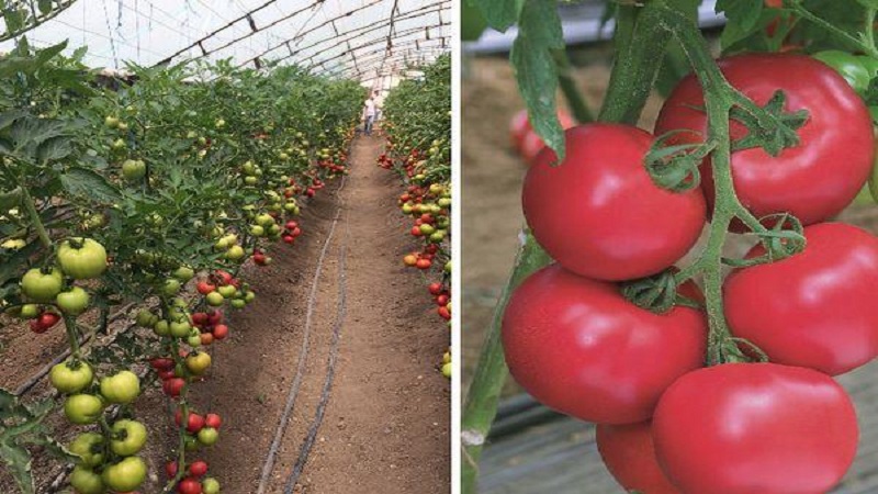 A hybrid produced by Japanese breeders - Pink Impression tomato and the nuances of its cultivation