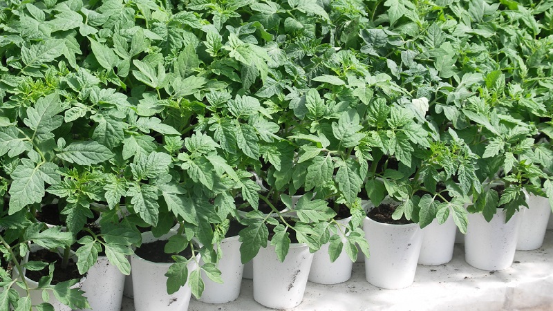 High and long-term productivity with proper care - Khokhloma tomato and the secrets of its cultivation