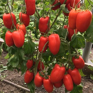 High and long-term productivity with proper care - Khokhloma tomato and the secrets of its cultivation
