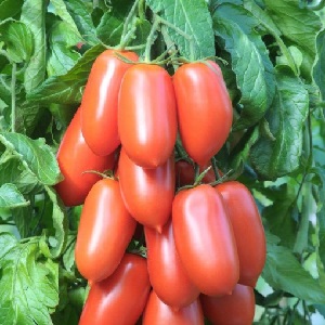 High and long-term productivity with proper care - Khokhloma tomato and the secrets of its cultivation