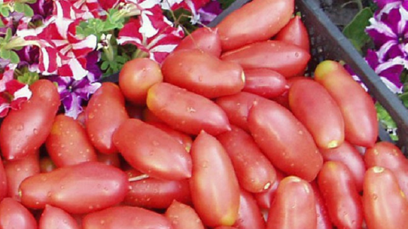 High and long-term productivity with proper care - Khokhloma tomato and the secrets of its cultivation