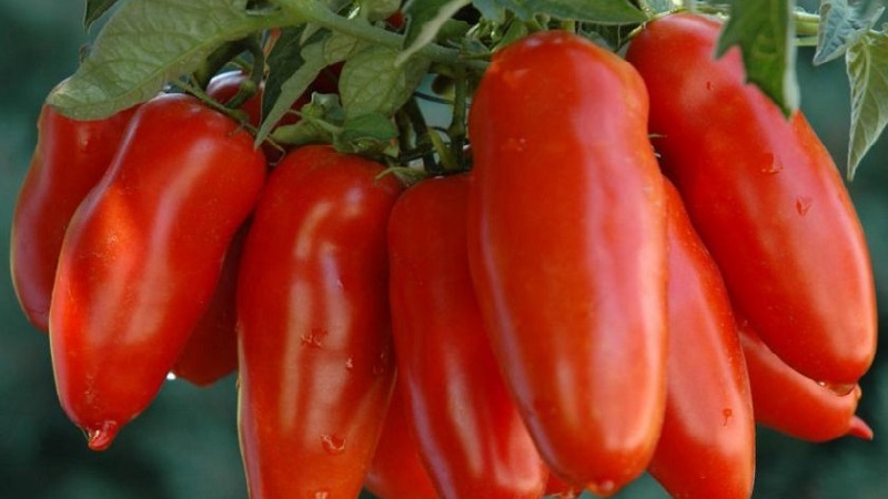 High and long-term productivity with proper care - Khokhloma tomato and the secrets of its cultivation