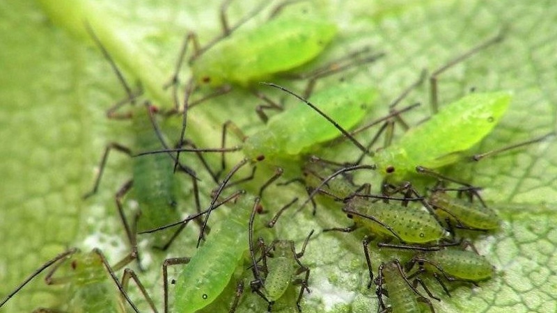 How to deal with aphids on cucumbers in a greenhouse: effective methods and preventive measures