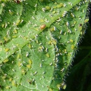 How to deal with aphids on cucumbers in a greenhouse: effective methods and preventive measures
