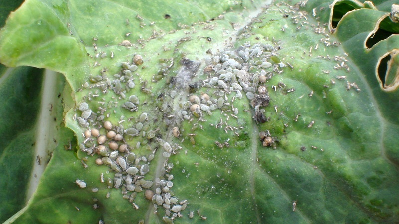 How to deal with aphids on cucumbers in a greenhouse: effective methods and preventive measures