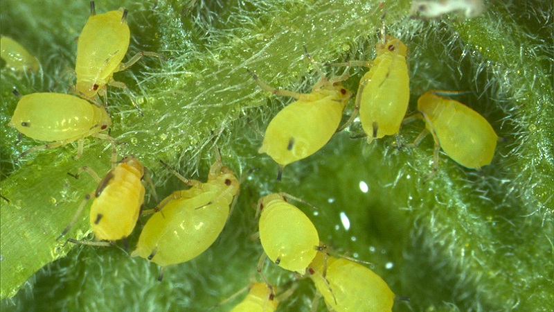How to deal with aphids on cucumbers in a greenhouse: effective methods and preventive measures