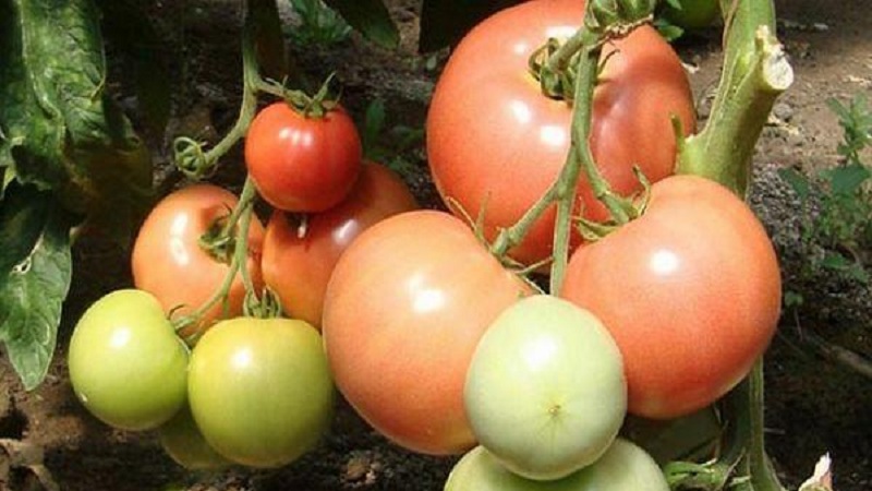 Why is tomato Biff pink brandy f1 so good and why summer residents love it so much: a review of the variety and the secrets of its cultivation