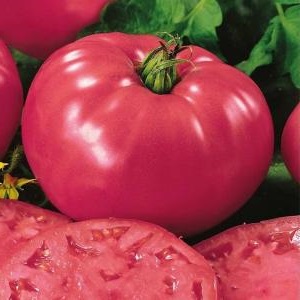 Why is tomato Biff pink brandy f1 so good and why summer residents love it so much: a review of the variety and the secrets of its cultivation