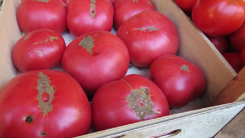 Why is tomato Biff pink brandy f1 so good and why summer residents love it so much: a review of the variety and the secrets of its cultivation