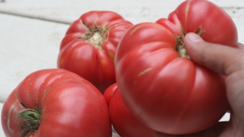 Why is tomato Beef pink brandy f1 so good and why summer residents love it so much: a review of the variety and the secrets of its cultivation