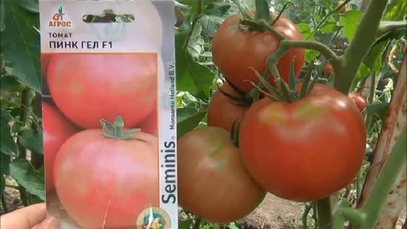 Why the early maturing Dutch hybrid Pink Gel is so good
