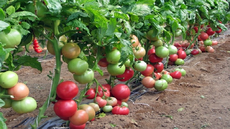 Why the early maturing Dutch hybrid Pink Gel is so good