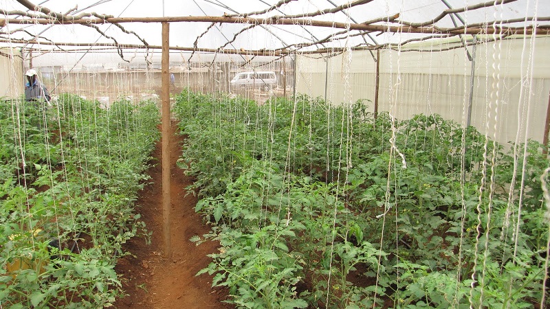Why the early maturing Dutch hybrid Pink Gel is so good