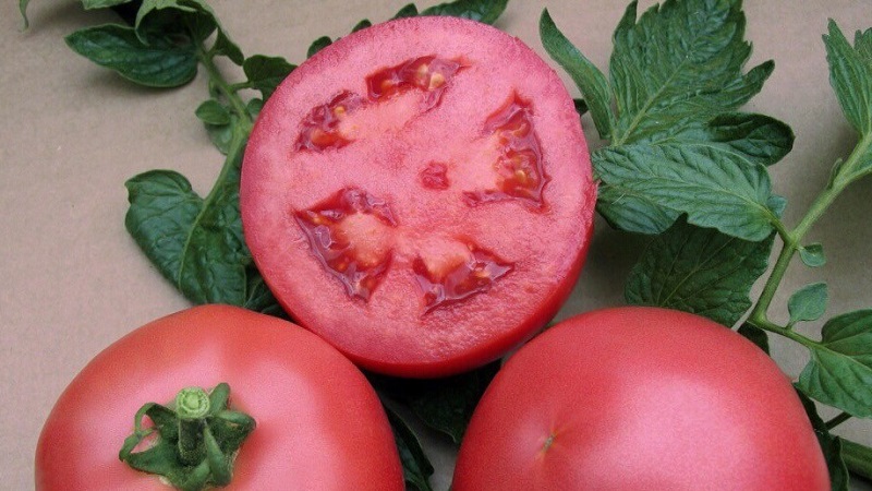 Why the early maturing Dutch hybrid Pink Gel is so good