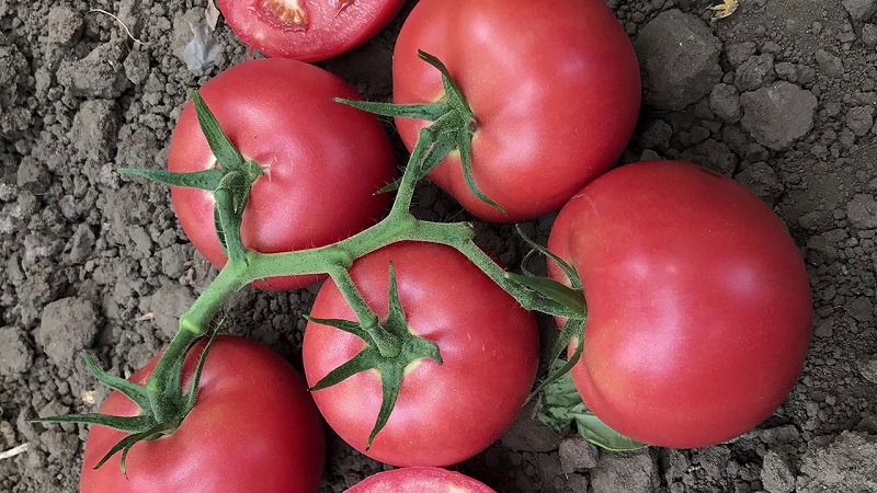 Why the early maturing Dutch hybrid Pink Gel is so good