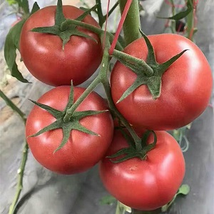 Why the early maturing Dutch hybrid Pink Gel is so good