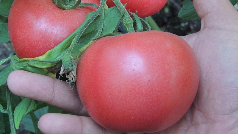 Why the early maturing Dutch hybrid Pink Gel is so good
