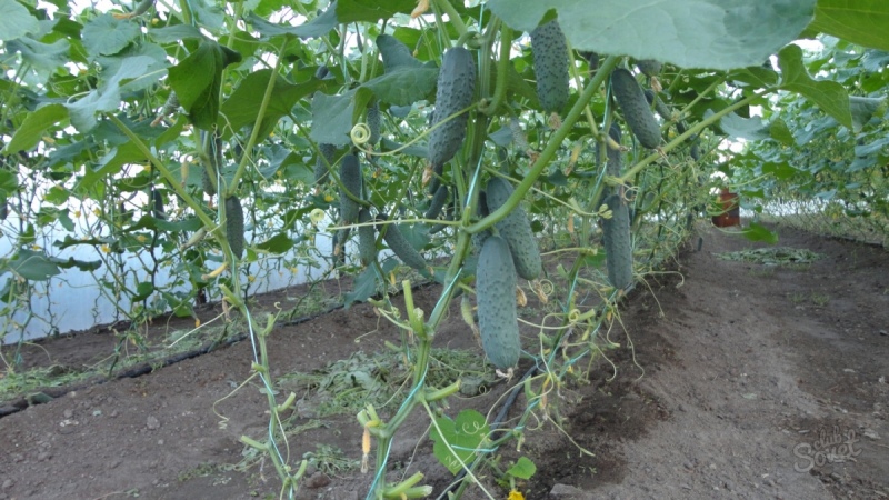 How to Increase Yield of Cucumbers Outdoors Using Simple But Very Effective Methods