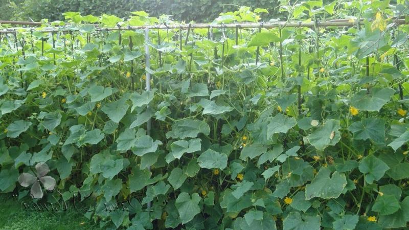How to Increase Yield of Cucumbers Outdoors Using Simple But Very Effective Methods