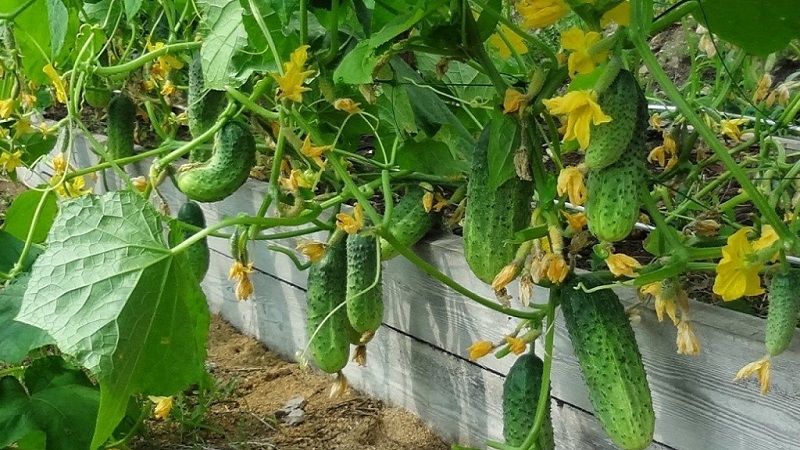 How to Increase Yield of Cucumbers Outdoors Using Simple But Very Effective Methods