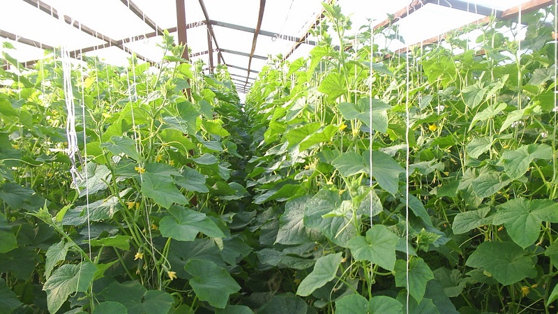 How to Increase Yield of Cucumbers Outdoors Using Simple But Very Effective Methods