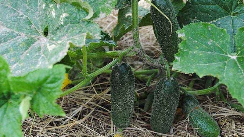 How to Increase Yield of Cucumbers Outdoors Using Simple But Very Effective Methods