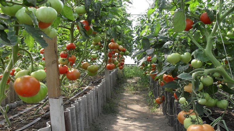Dutch tomato Big Beef F1: what gardeners think of the Dutch hybrid and tips for growing