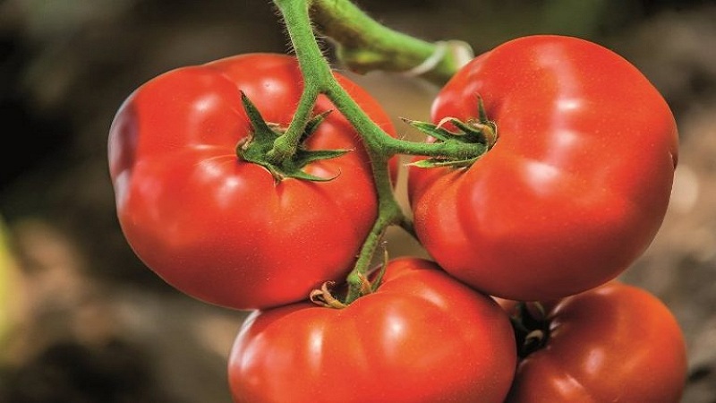 Dutch tomato Big Beef F1: what gardeners think of the Dutch hybrid and tips for growing
