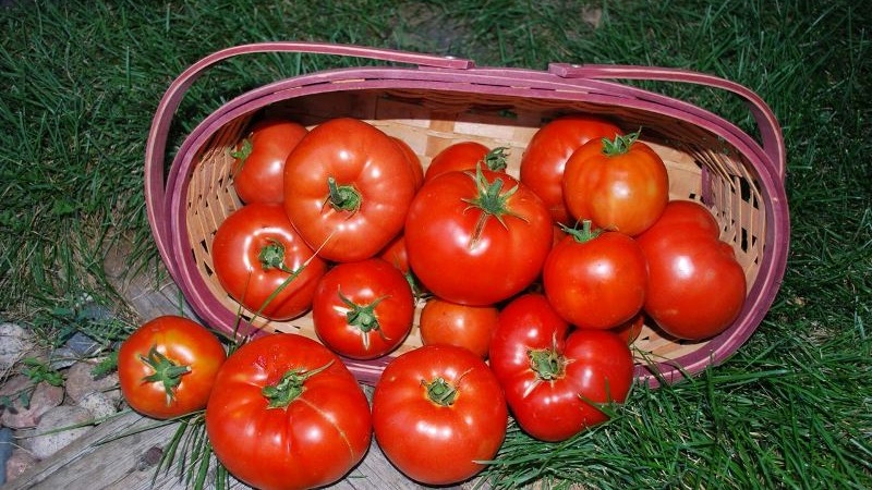 Dutch tomato Big Beef F1: what gardeners think of the Dutch hybrid and tips for growing