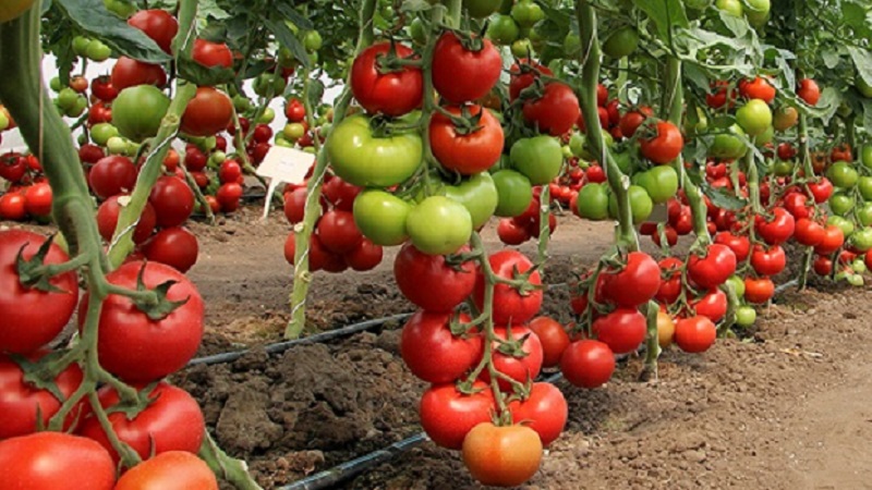 Dutch tomato Big Beef F1: what gardeners think of the Dutch hybrid and tips for growing