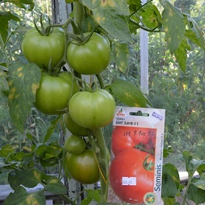 Dutch tomato Big Beef F1: what gardeners think of the Dutch hybrid and tips for growing