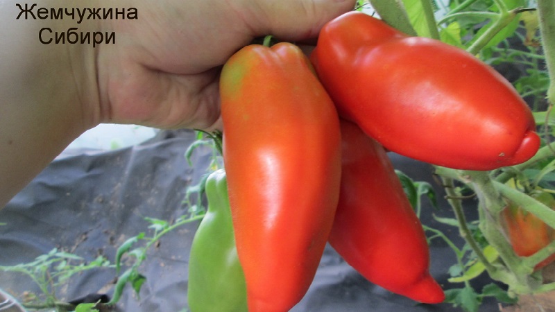 Why the pearl of Siberia tomato will definitely not disappoint you: the advantages and disadvantages of a variety that gives a rich harvest