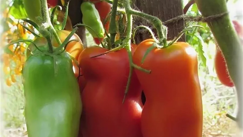 Why the pearl of Siberia tomato will definitely not disappoint you: the advantages and disadvantages of a variety that gives a rich harvest