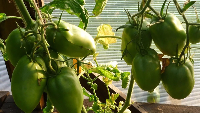 Why the pearl of Siberia tomato will definitely not disappoint you: the advantages and disadvantages of a variety that gives a rich harvest